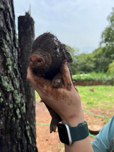 Extreme Weather Farrowing - Is It For You? What Do I Choose Now?