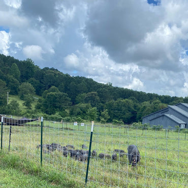 Pigs EVERYWHERE! A Strategy to Stay Ahead of the Numbers