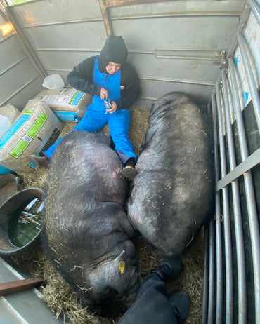 USDA Haul Ends, Hogs Arrive Safe & Sound. 2600 miles in the books!