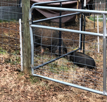 The #1 Mistake New Meishan Pig Breeders Make