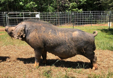 Why Wait to Start Your Meishan Herd, Join the Conservation Effort NOW 🐽