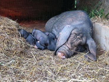 Don't Sell Females as Feeders