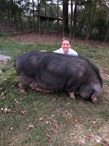 The Foundation Stock or Seed Herd for the North American Meishan Pig