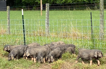 What to Do if the Runt of the Litter Needs Help. 2 Things that will make a Huge Difference!