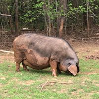 Archive from Gods Blessing Farm - Meishan Pig Info