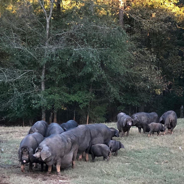 Archive from Gods Blessing Farm- Our Meishan Pig Breeding Herd