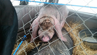 Archive from Gods Blessing Farm -How the Meishan Pig Genetics Were Saved