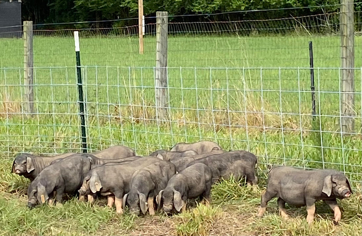 What to Do if the Runt of the Litter Needs Help. 2 Things that will ma