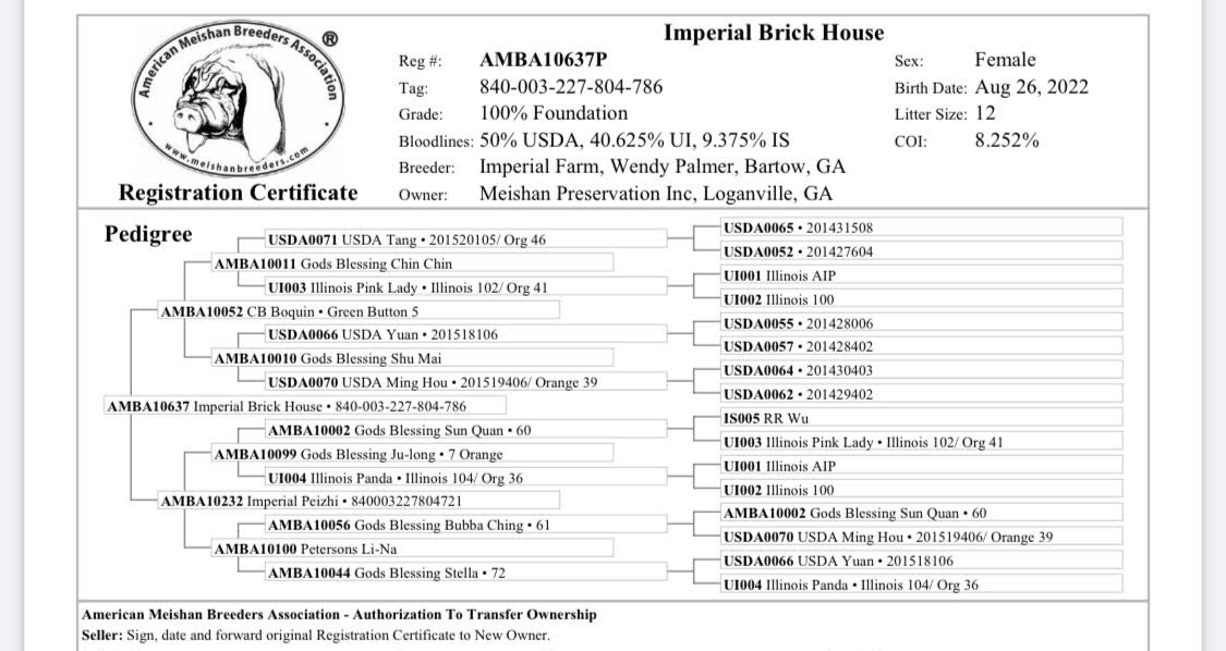 Imperial Brick House, Proven Sow - AMBA Registered