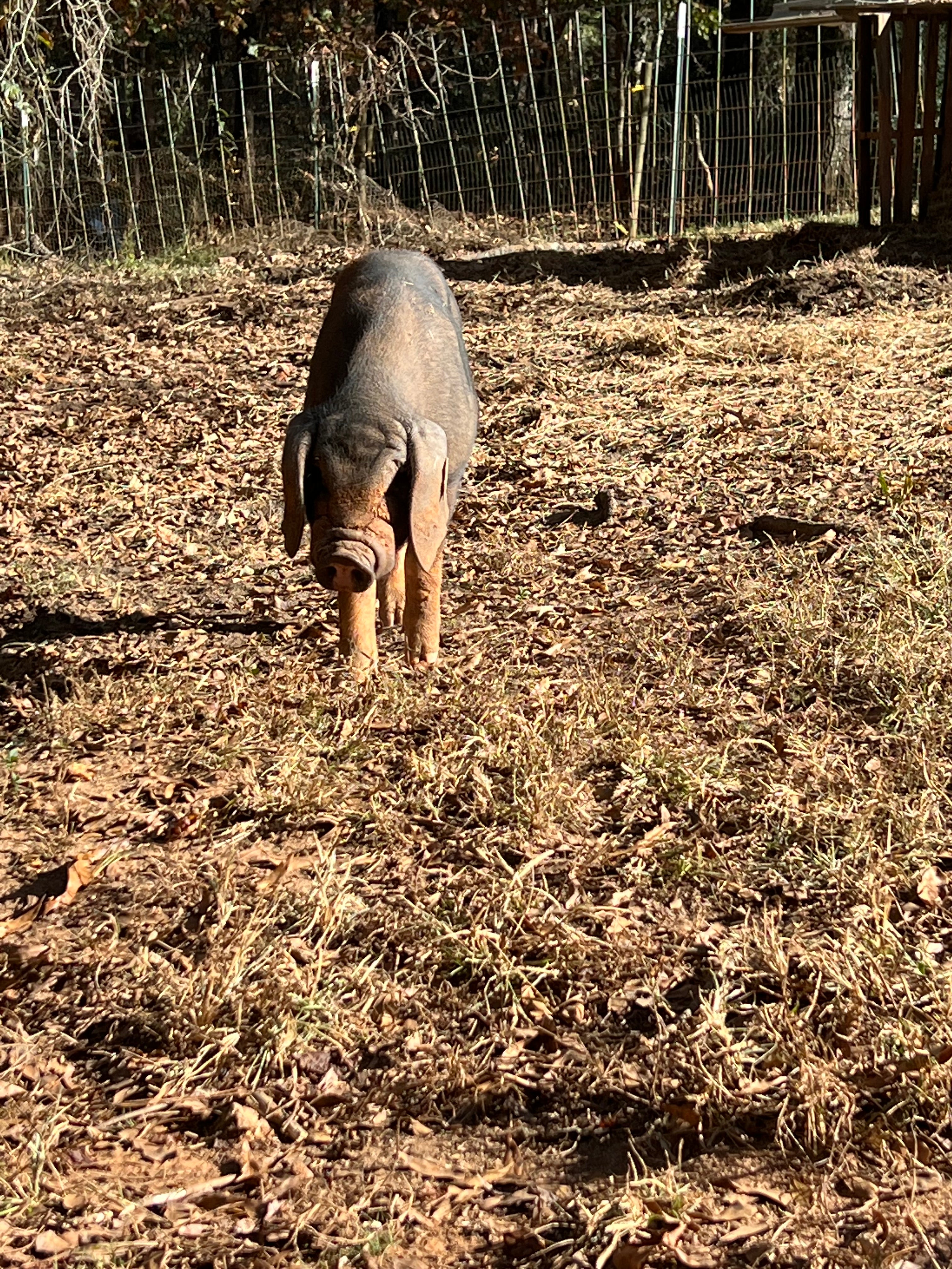 1 Left! Meishan Boar Piglet - Registered