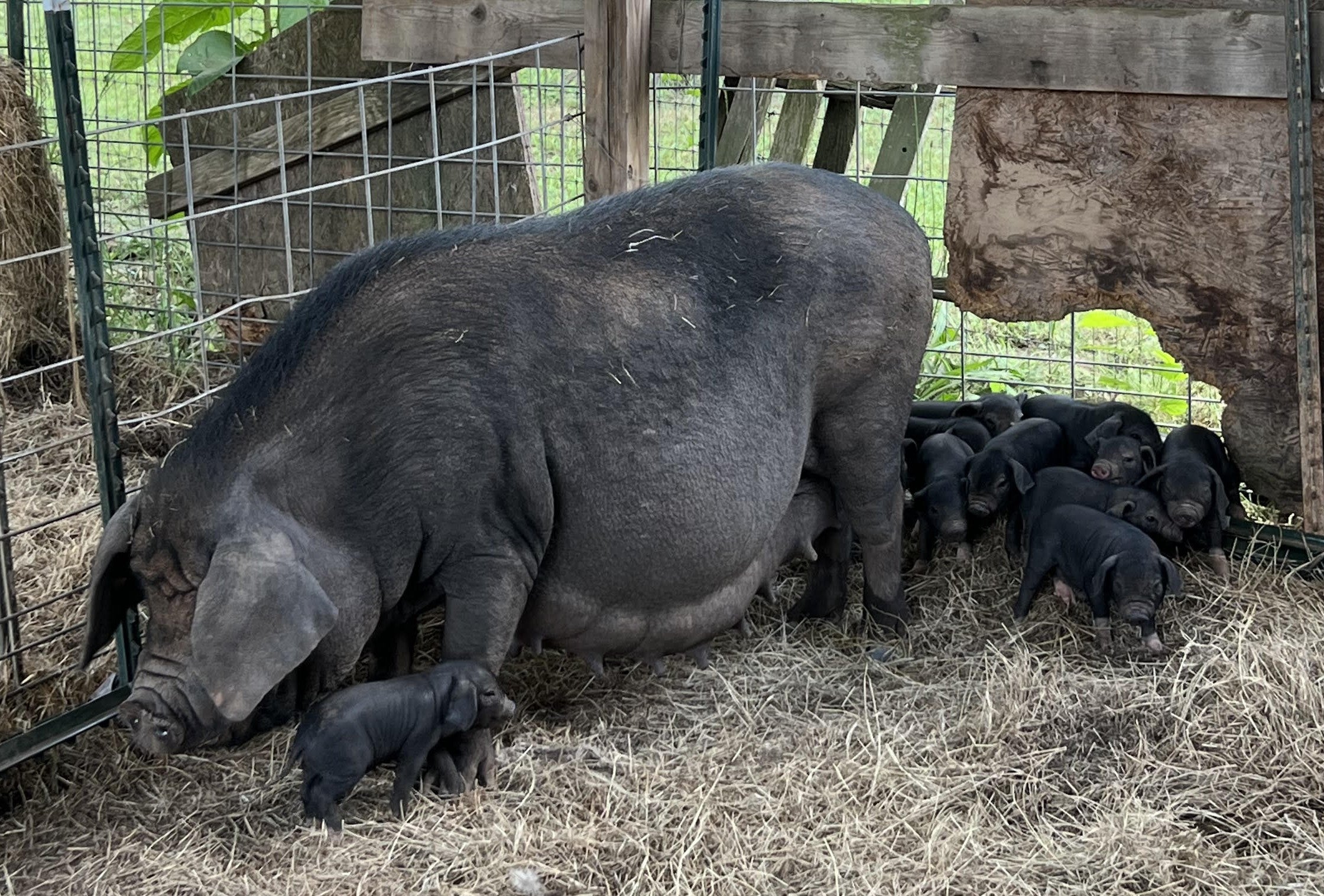 Gilts Only Available from our Mid May Litter Imp Gatsby x MP Daisy